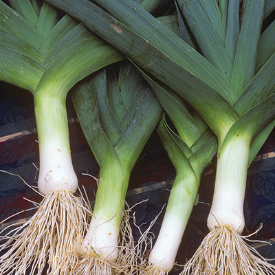 CEZIUS Solaise Leek Allium ampeloprasum Seed(100 per packet)