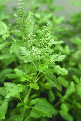 LPR TULSI, BASIL SEEDS Seed(300 per packet)