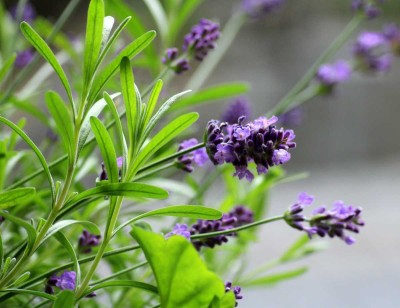 Quentova Organic Lavender Herb/Flower Plant-VDI-2B Seed(150 per packet)