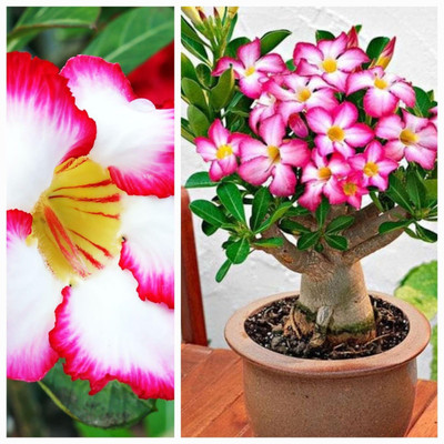 CRGO ADENIUM Seed(60 per packet)
