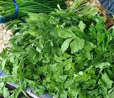 CYBEXIS ATS-16 - Kintsai Chinese Dark Green Celery - (250 Seeds) Seed(250 per packet)
