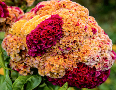 SUNSAY COCKSCOMB MIXED COLORS DWARF Celosia Cristata Seed(80 per packet)
