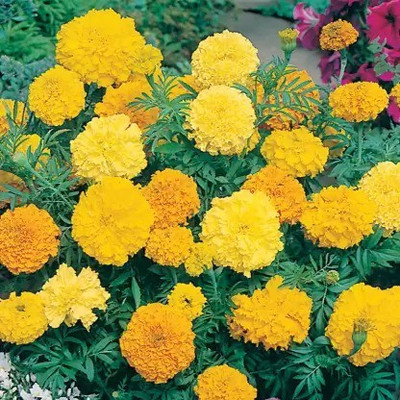 MAA Marigold African Seed(40 per packet)