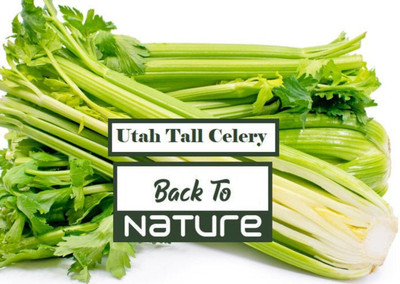 ENTENT Utah Tall Celery - Seeds - Organic - Non Gmo Seed(80 per packet)