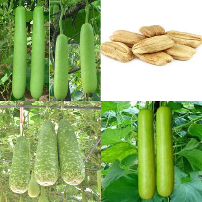 ibains Bottle gourd seeds for summer 10 Seed(10 per packet)