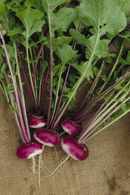 CYBEXIS Seeds of Vegetable Turnip Purple Top Milan2000 Seeds Seed(2000 per packet)