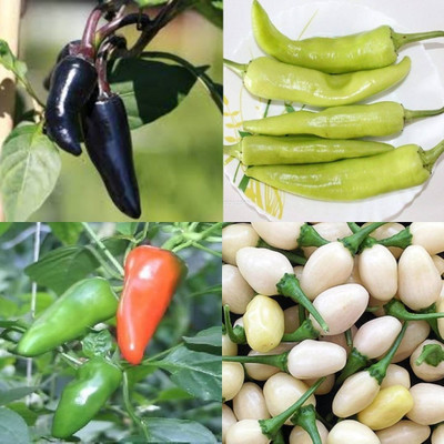 ibains Chilli seed 400 Seed(400 per packet)