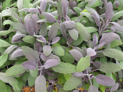 CYBEXIS ATS-16 - Purple Sage Herb - (450 Seeds) Seed(450 per packet)