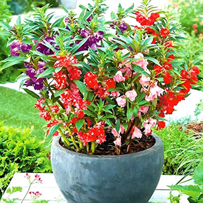 CYBEXIS XLL-18 - Balsam Mix GMO-Free - (90 Seeds) Seed(90 per packet)