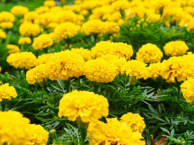 SELEX Sistemi Integrati marigold/gende ka phool flower seeds Seed(75 per packet)
