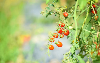 Mozetto tomato Seed(70 per packet)