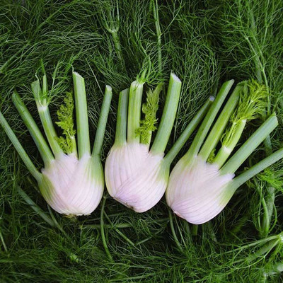 VibeX NBIR-93 - Florence Fennel - (2250 Seeds) Seed(2250 per packet)