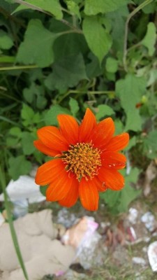 Quentova Orange Tithonia Mexican Sunflower Seed(50 per packet)