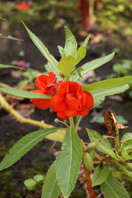 XOLDAA BALSAM FLOWER SEEDS Seed(30 per packet)