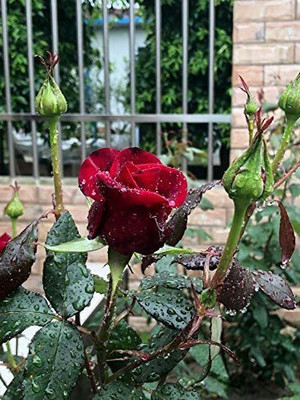 CYBEXIS VXI-53 - Red Rose Flowers - (300 Seeds) Seed(300 per packet)