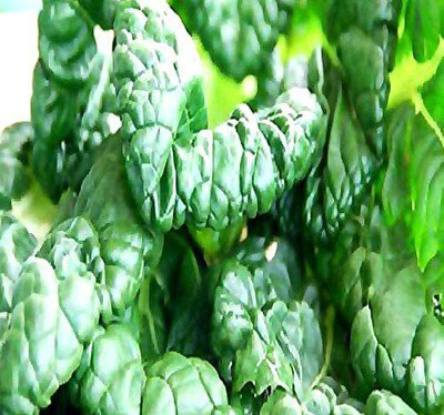 CYBEXIS XLL-52 - Tat SOI Spinach Chinese Mustard - (250 Seeds) Seed(250 per packet)