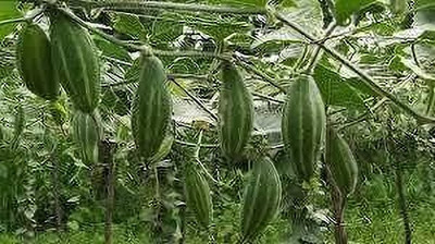 BJUBASPLANT parwal potol seeds pack of 12 Seed(12 per packet)