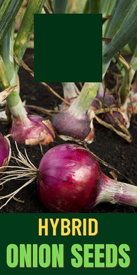 Qualtivate HUA-3A ONION/KAANDHA/PYAAZ SEEDS Seed(500 per packet)