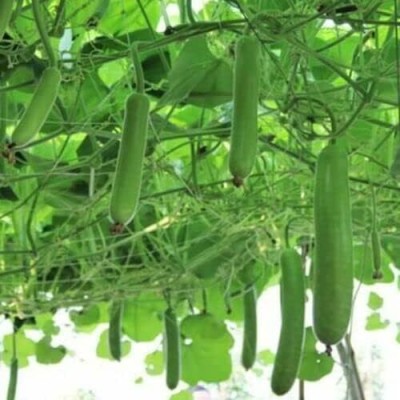 Qualtivate PUA-3A Long Bottle Gourd Calabash Seeds Seed(50 per packet)