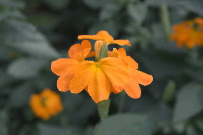 everlite kanakambaram-firecracker-crossandra Seed(55 per packet)