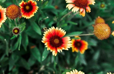 Avysa GAILLARDIA (BLANKET FLOWERS) Seed(30 per packet)