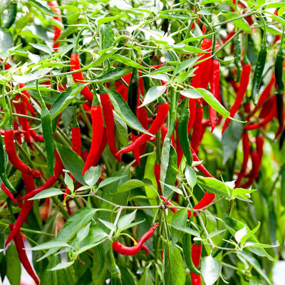 Biosnyg Hybrid Longhorn Hot Chilli Vegetable Seeds For Gardening-(2000 Seeds) Seed(2000 per packet)