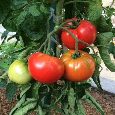 CYBEXIS Heirloom Tomato Varieties—‘Pantano Romanesco’2000 Seeds Seed(2000 per packet)