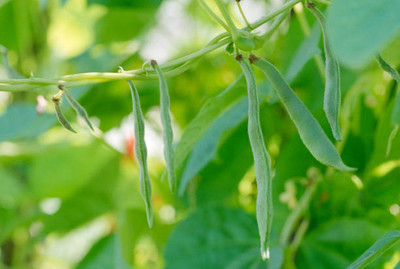 Kodali 18 Pcs-Bean Seed Seed(18 per packet)