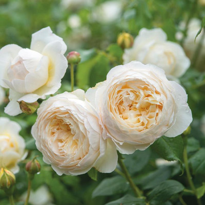 CRGO ROSE , GULAAB Seed(50 per packet)