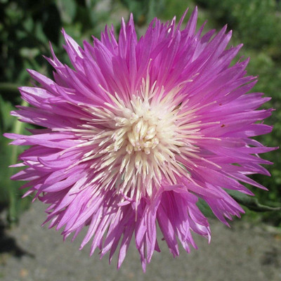 Aywal Garden flower mix color Sweet Sultan Seed(70 per packet)