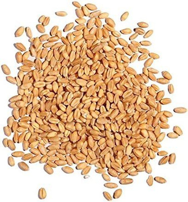 CYBEXIS NBIR-42 - Hard Red Winter Wheat - (2500 Seeds) Seed(2500 per packet)