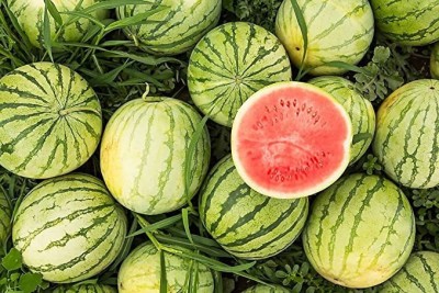 Chalisa Watermelon, Tarbooz Seed(130 per packet)