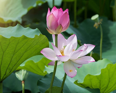 Iris Hybrid Seeds lotus,kamal gatta Seed(15 per packet)