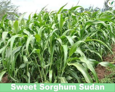 BSARKAR Sudan grass seed, Grass seed Seed(100 per packet)
