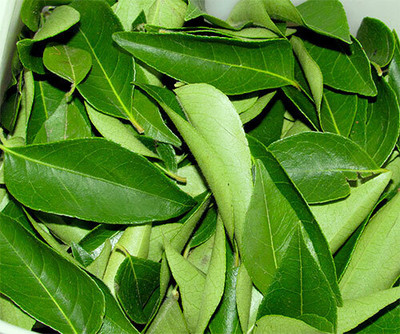 Pbevergreen Kadi Patta leaves seeds/curry leaves seed 11 Seed(11 per packet)