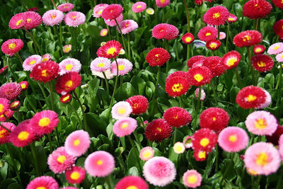 CYBEXIS Daisy-Double Mixed Flower Seeds Seed(50 per packet)