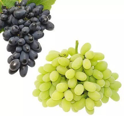 Quentova Extra Sweet green black grapes-VIC-2C Seed(50 per packet)