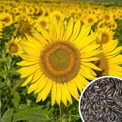 Seedsilk Store Russian Giant Sunflower Seed(30 per packet)