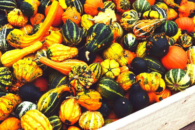 KNESSiN Organic Squash Ornamental Mix Seeds For Hydrophonics - (500 Seeds) Seed(500 per packet)