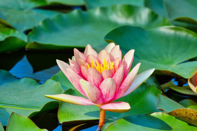 THH lotus,kamal gatta Seed(15 per packet)