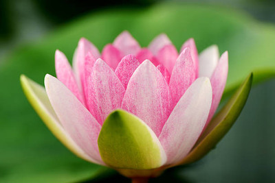 voorkoms lotus,kamal gatta Seed(11 per packet)