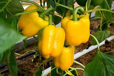 CYBEXIS LX-30 - Hybrid Yellow Capsicum - (1350 Seeds) Seed(1350 per packet)