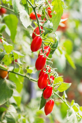 PLANTBEES tomato Seed(30 per packet)