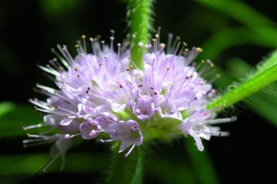 VibeX NBIR-93 - Apple Mint Mentha Rotundifolia - (150 Seeds) Seed(150 per packet)