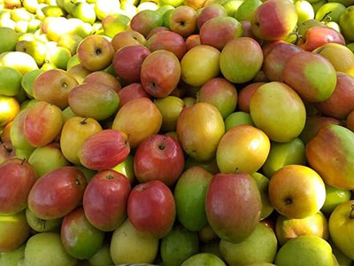 Aywal Apple Seed(11 per packet)