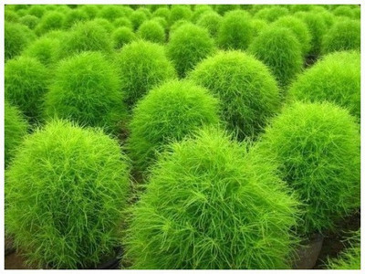Quentova Mexican Fire Plant - Summer Cypress-US-11G Seed(300 per packet)