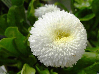 CYBEXIS ATS-33 - White - Super Enorma Double - English Daisy - (180 Seeds) Seed(180 per packet)