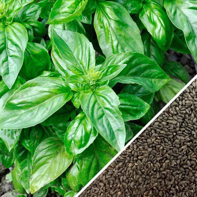 XEFRA Basil - Italian Large Leaf Seed(50 per packet)