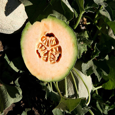 Biosnyg Cantaloupe Melon Garden Seeds - Athena Hybrid[400 Seeds] Seed(400 per packet)