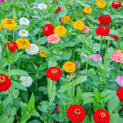 UGRA Zinnia 'Oklahoma Mix' Seed(5 per packet)